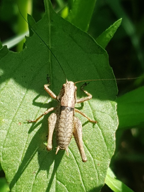 Pholidoptera griseoaptera - szürke avarszöcske
