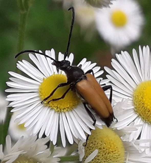 Stictoleptura fulva - vörhenyes virágcincér