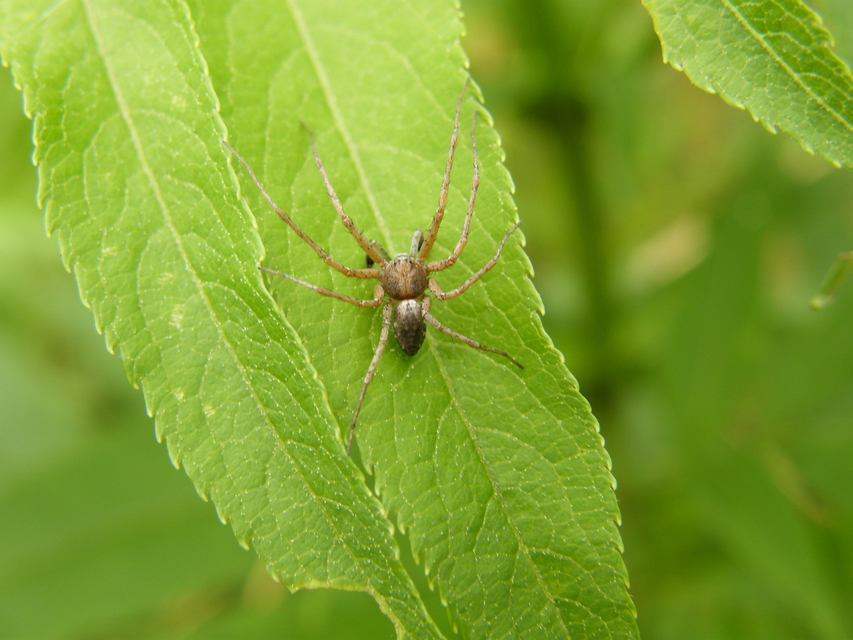 Philodromus aureolus - aranyos fürgekarolópók