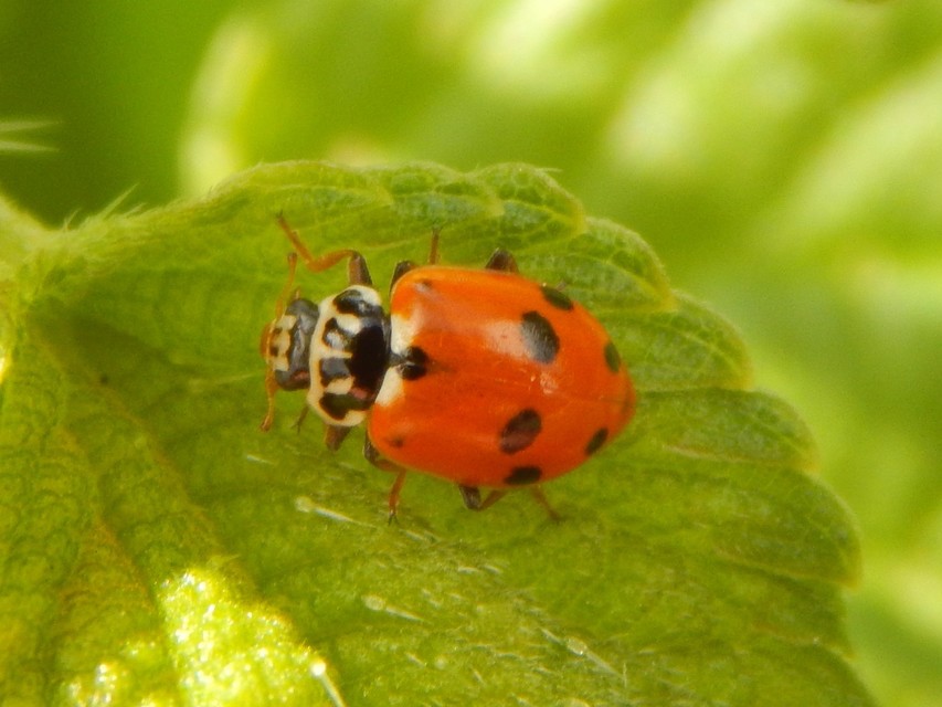 Hippodamia variegata - tizenhárompettyes katica