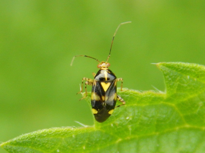 Liocoris tripustulatus - hárompettyes mezeipoloska