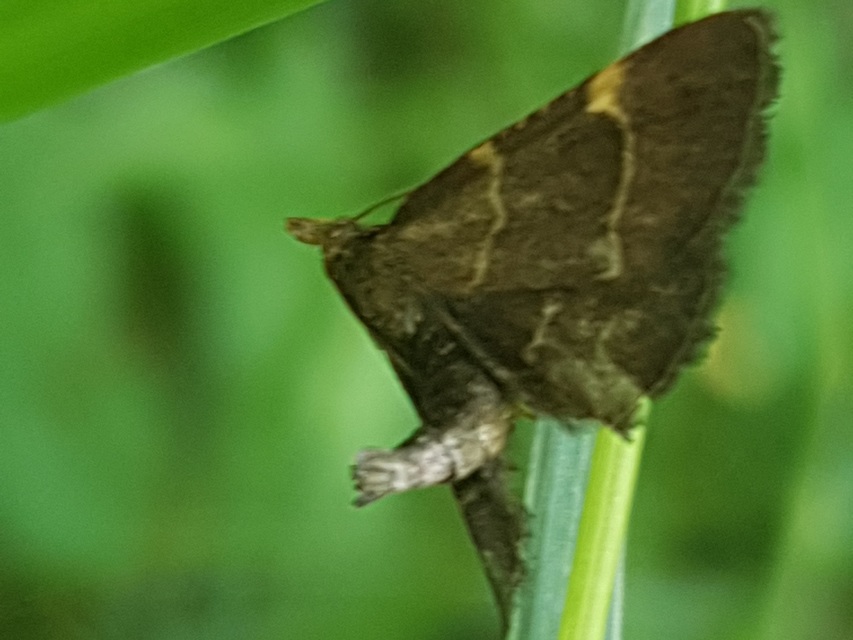 Hypsopygia rubidalis - vörös fényilonca
