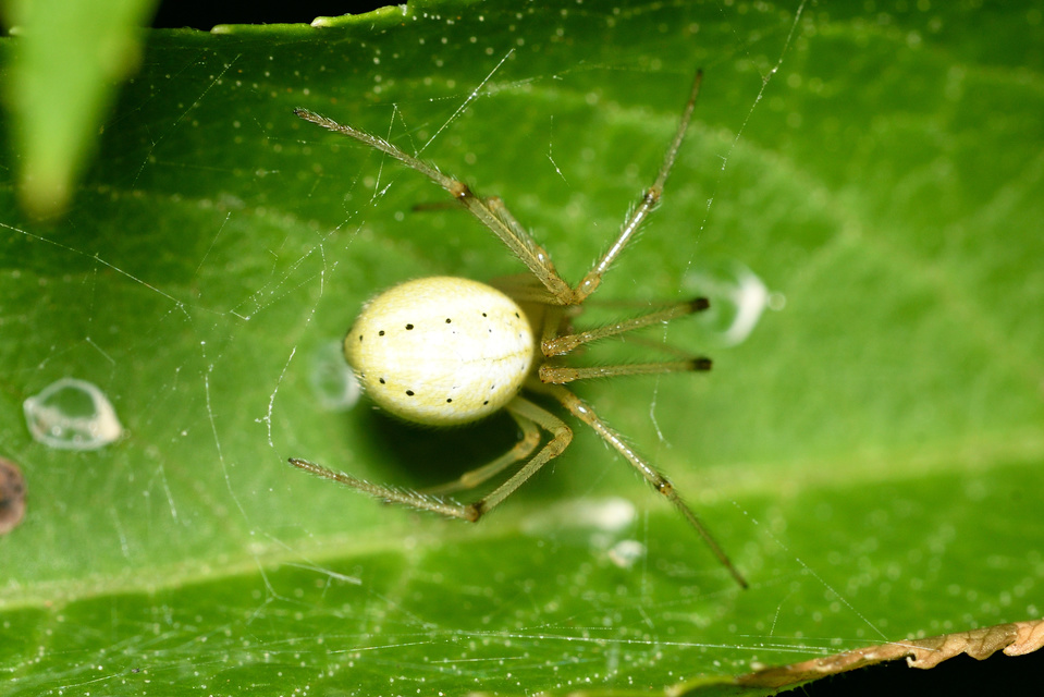 Enoplognatha ovata/latimana