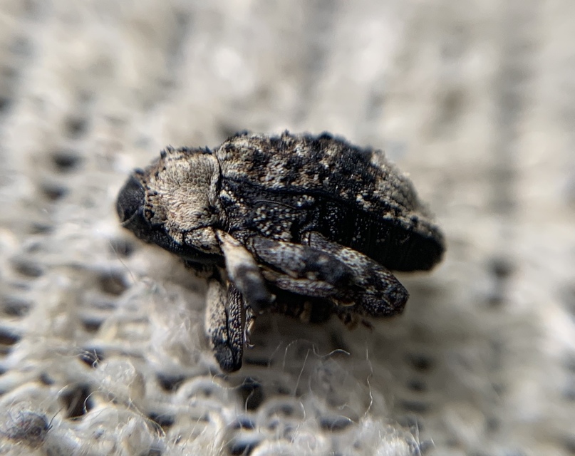 Cryptorhynchus lapathi - tarka fűzormányos