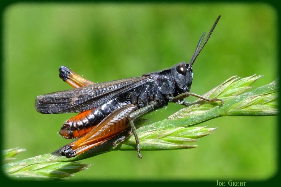 Omocestus rufipes - vöröshasú tarlósáska
