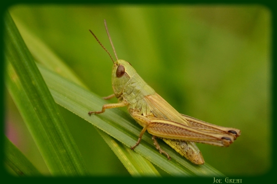 Pseudochorthippus parallelus - közönséges rétisáska