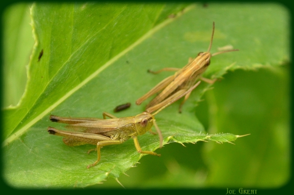 Pseudochorthippus parallelus - közönséges rétisáska