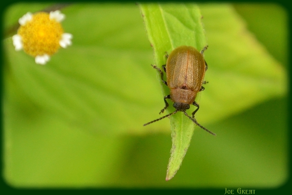Galeruca