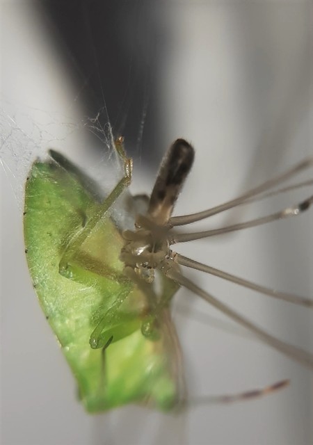 Pholcus phalangioides - nagy álkaszáspók