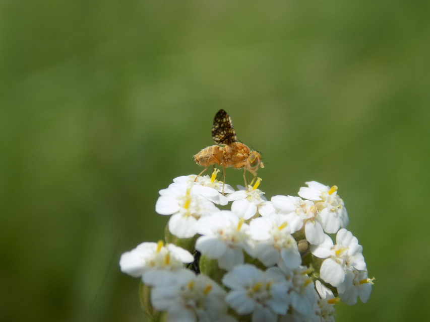 Tephritidae - fúrólégyfélék