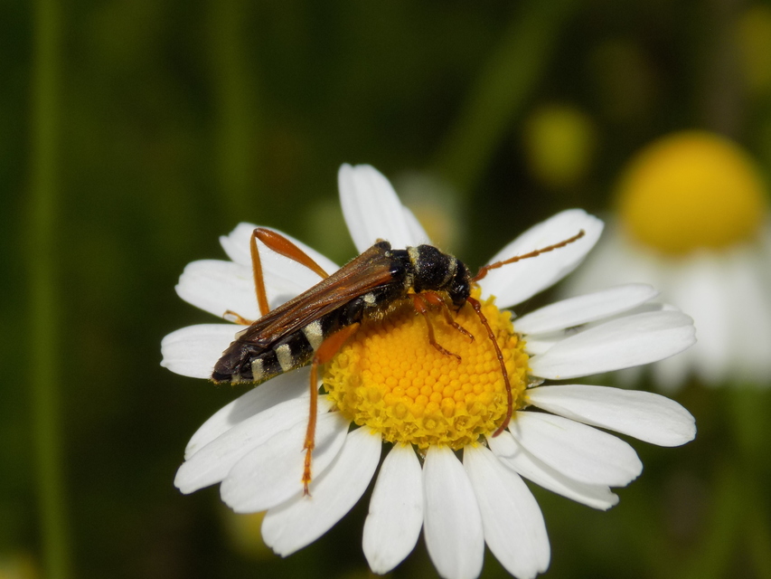 Stenopterus flavicornis - sárgacsápú keskenyfedőscincér