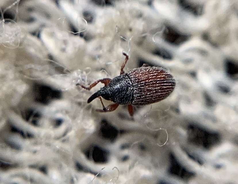Mecinus pascuorum - közönséges útifűormányos