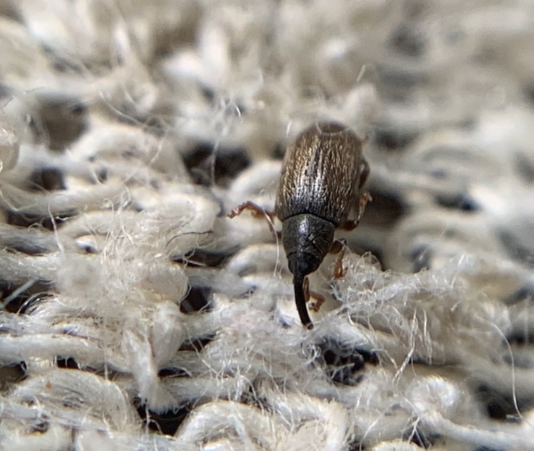 Acalyptus carpini - selymes gyertyánormányos