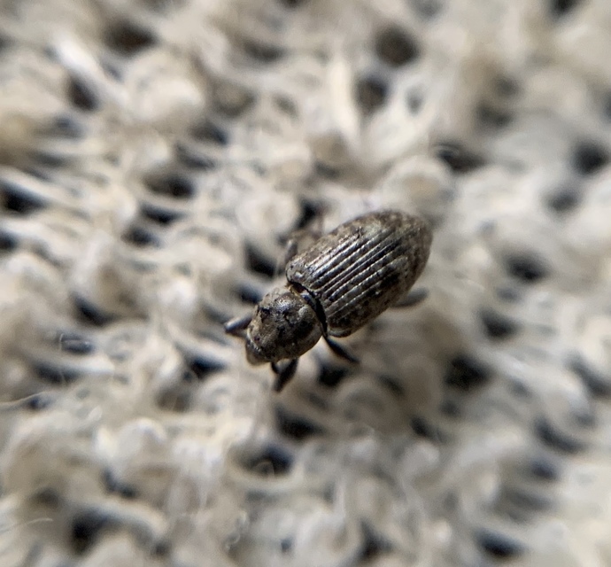 Bagous argillaceus - lakkfényű víziormányos Bagous argillaceus - lakkfényű víziormányos