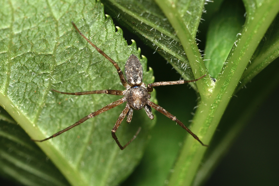Philodromus aureolus - aranyos fürgekarolópók