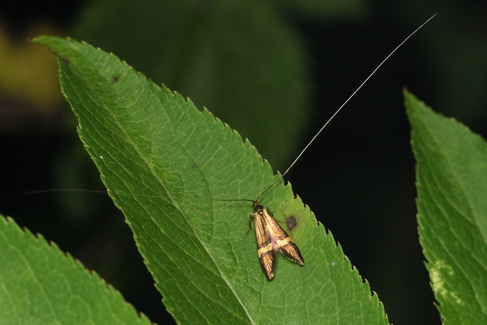Nemophora degeerella - pompás tőrösmoly