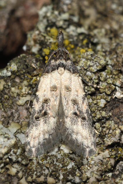 Carposina scirrhosella - közönséges csipkebogyómoly