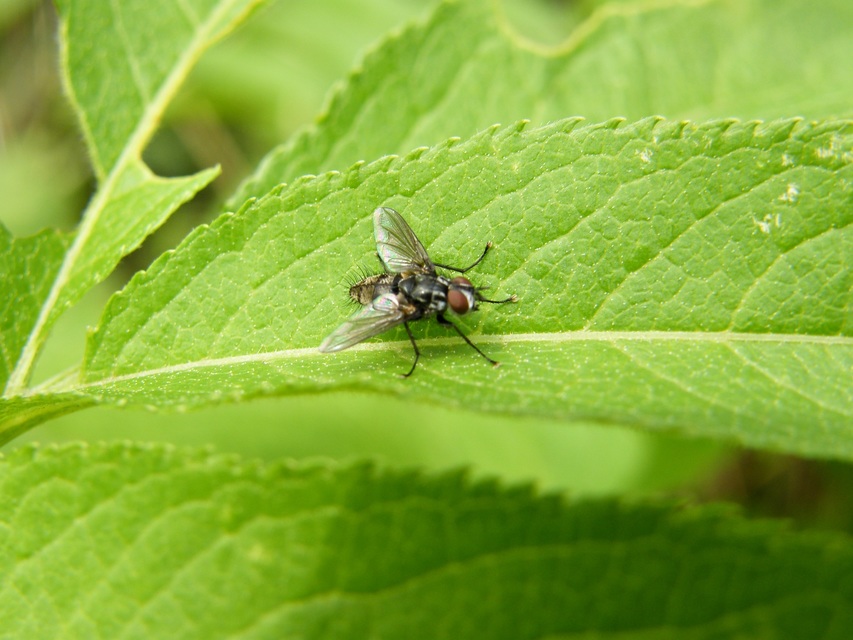 Sarcophagidae - húslégyfélék