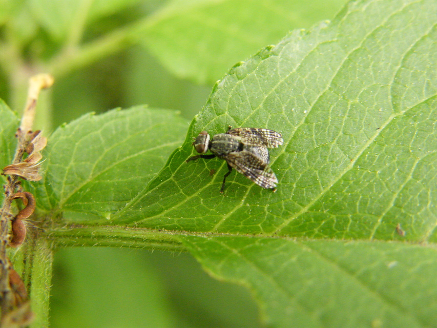 Platystoma