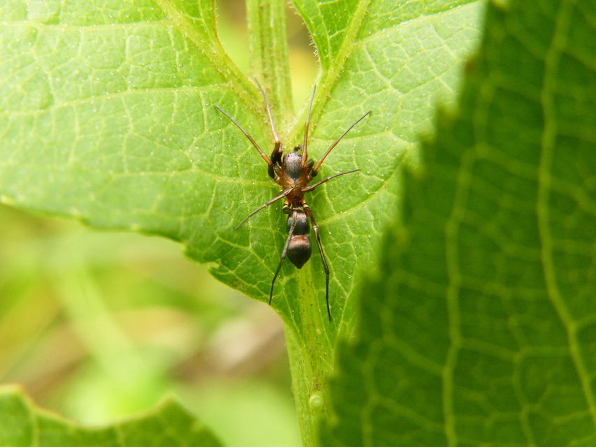 Micaria formicaria
