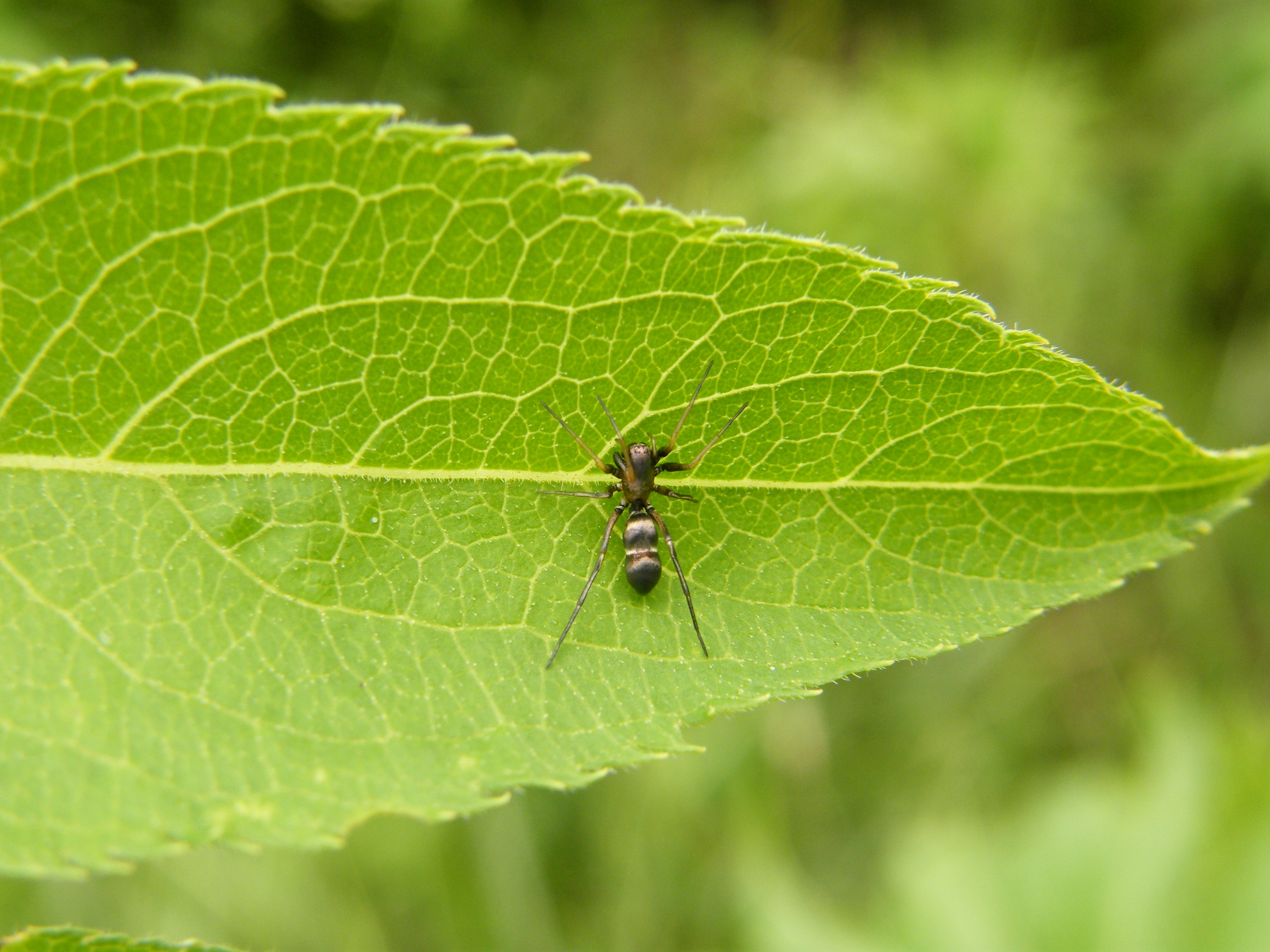 Micaria formicaria