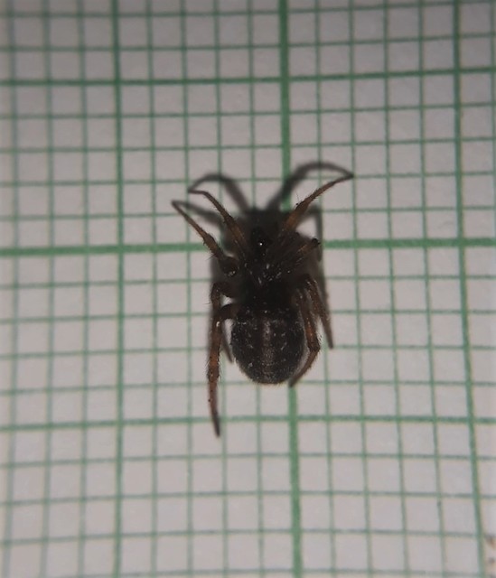 Steatoda bipunctata - kétpettyes faggyúpók