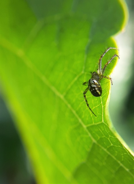 Mangora acalypha - réti keresztespók