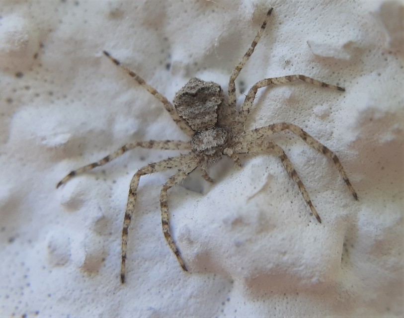 Philodromus poecilus - cifra karolópók