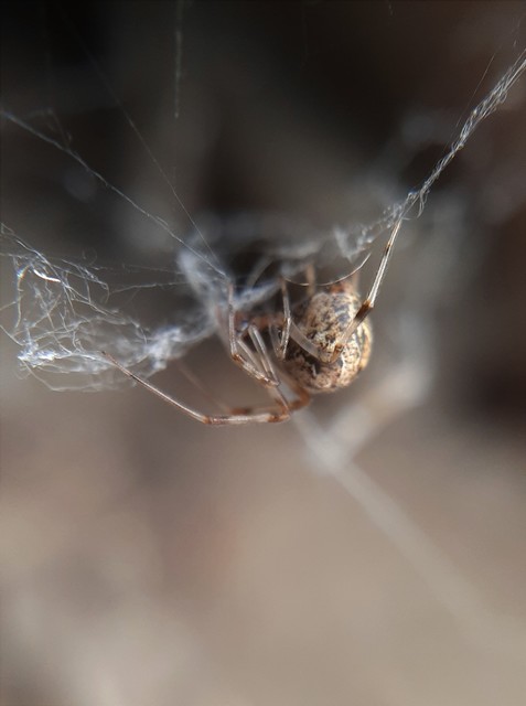 Parasteatoda tepidariorum - üvegházi törpepók