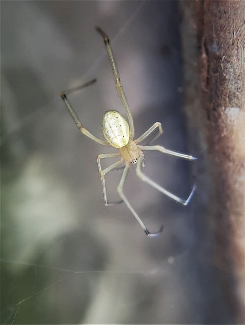 Enoplognatha ovata/latimana