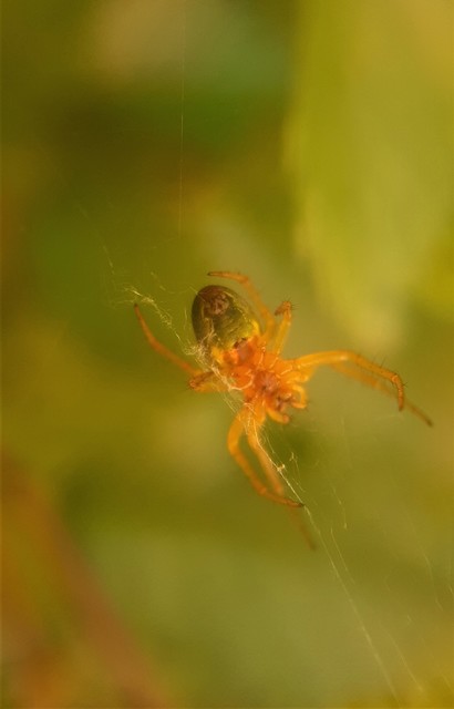 Araniella