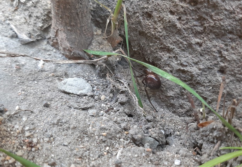 Steatoda grossa - nagy faggyúpók