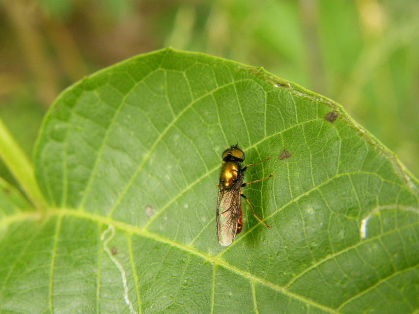 Chloromyia