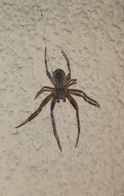 Larinioides ixobolus - ereszalji keresztespók