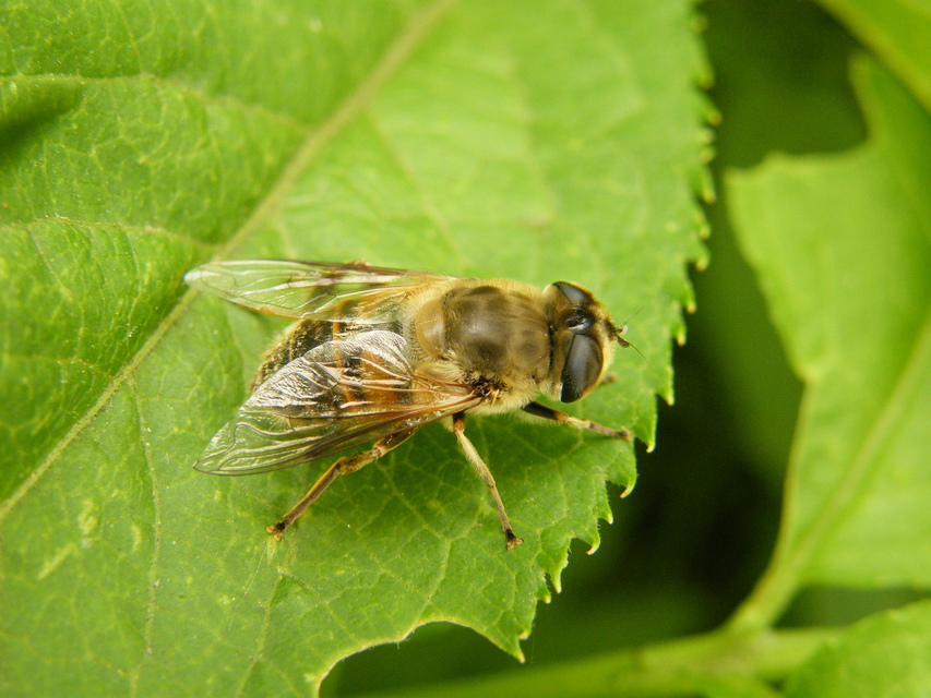 Eristalis tenax - közönséges herelégy