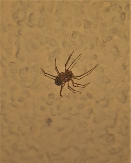 Scytodes thoracica - közönséges csupaszpók
