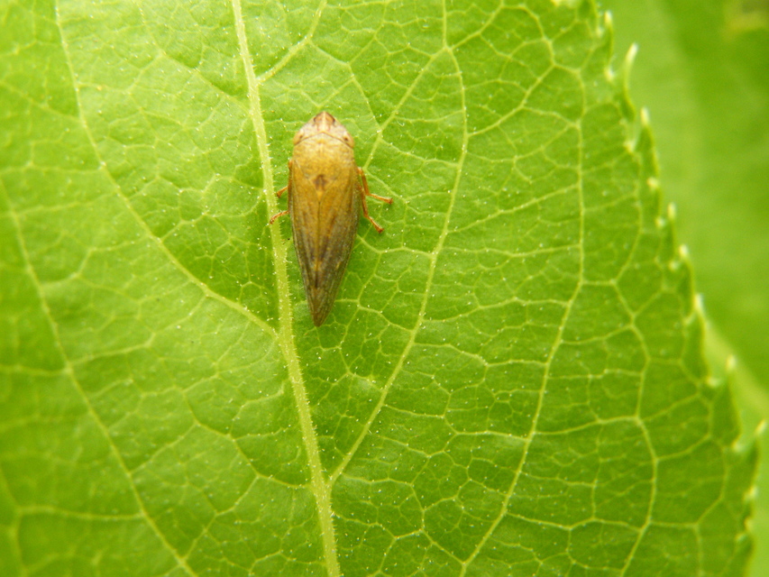 Aphrophora salicina