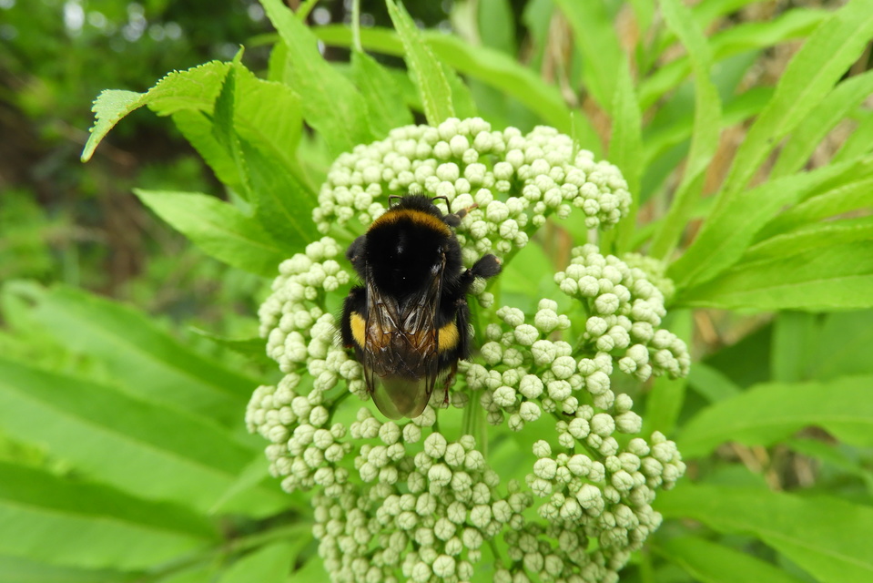 Bombus terrestris/lucorum