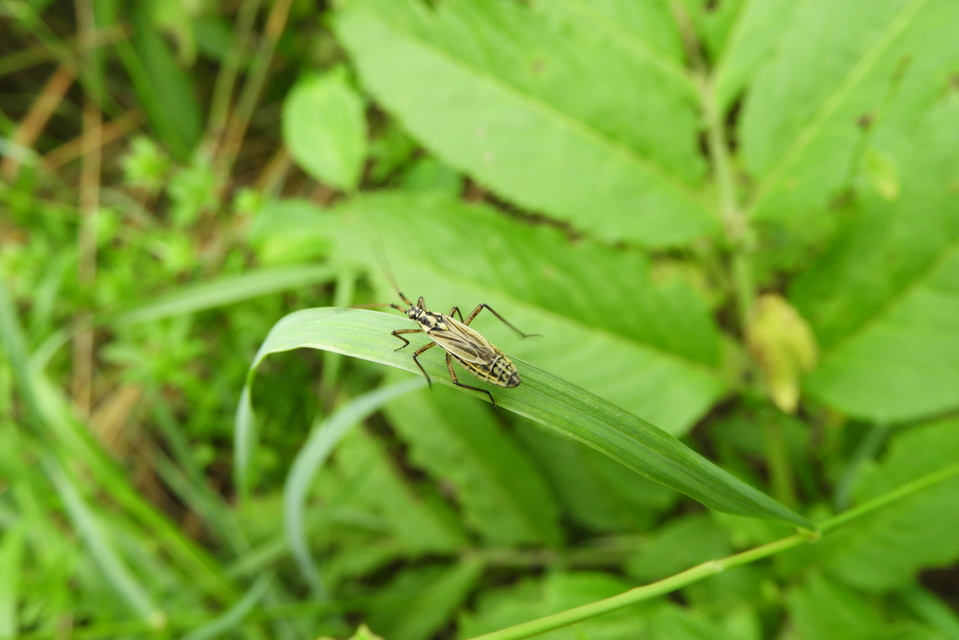 Leptopterna dolabrata - közönséges mezeipoloska