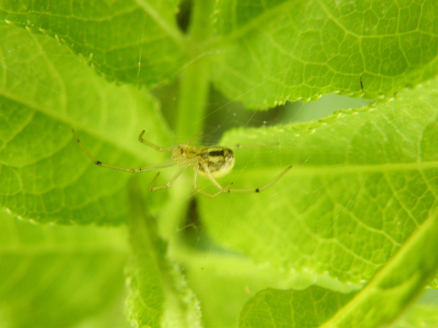 Enoplognatha ovata/latimana