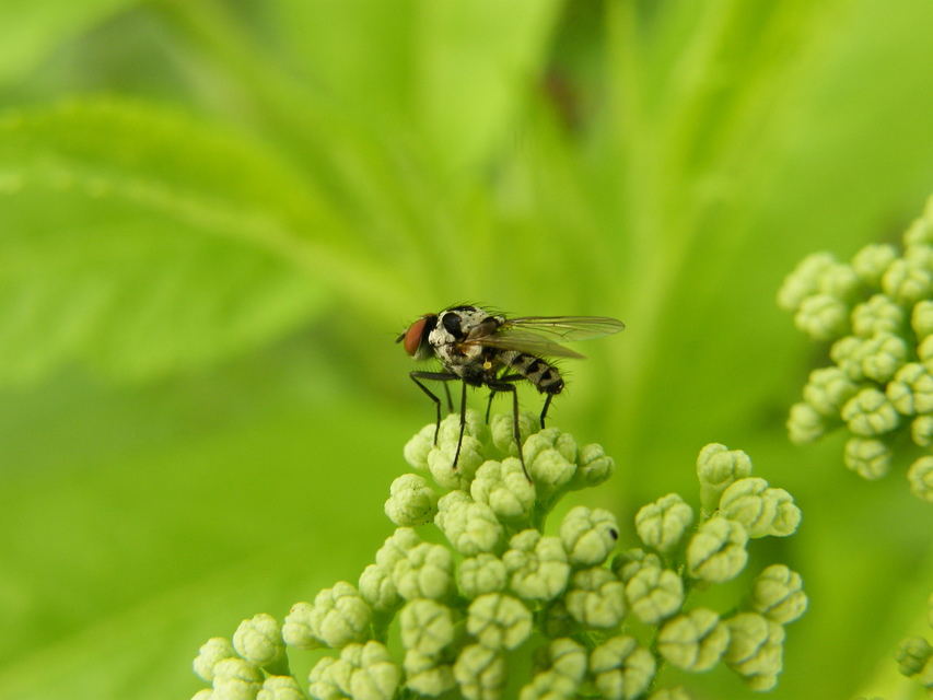 Anthomyia