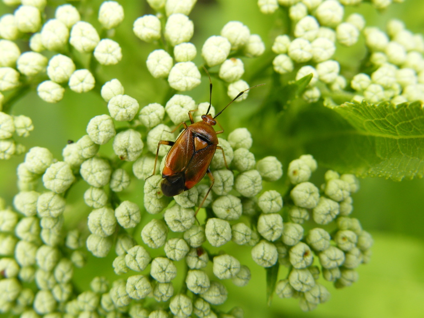 Deraeocoris ruber - vöröses mezeipoloska
