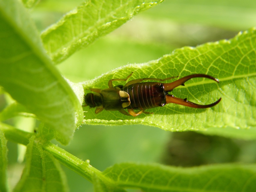 Forficula auricularia - közönséges fülbemászó