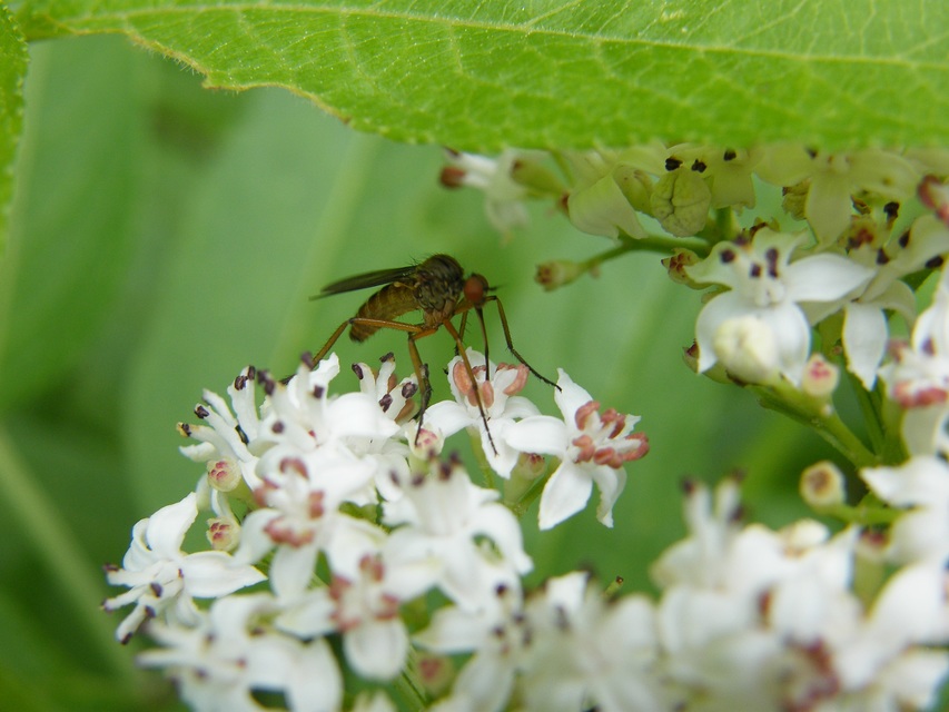 Empididae - táncoslegyek