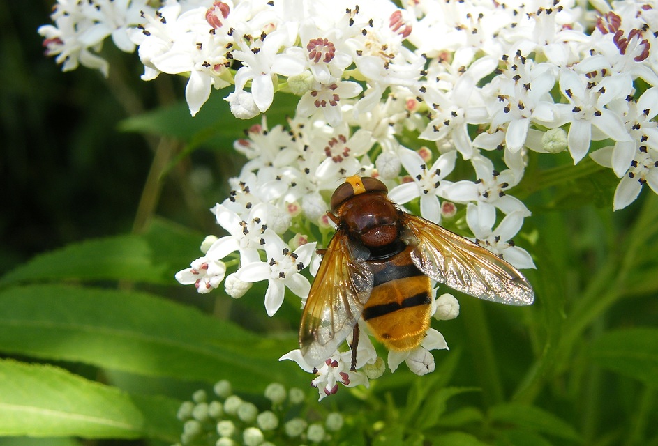 Volucella zonaria - kétöves pihelégy