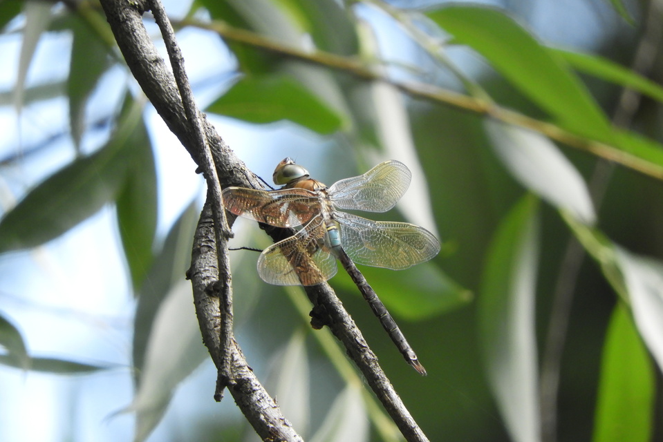 Anax parthenope - barna óriásacsa