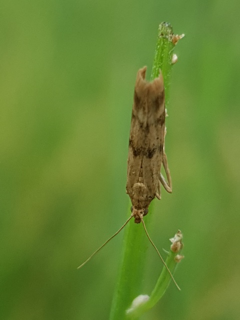 Homoeosoma sinuella - agyagsárga karcsúmoly