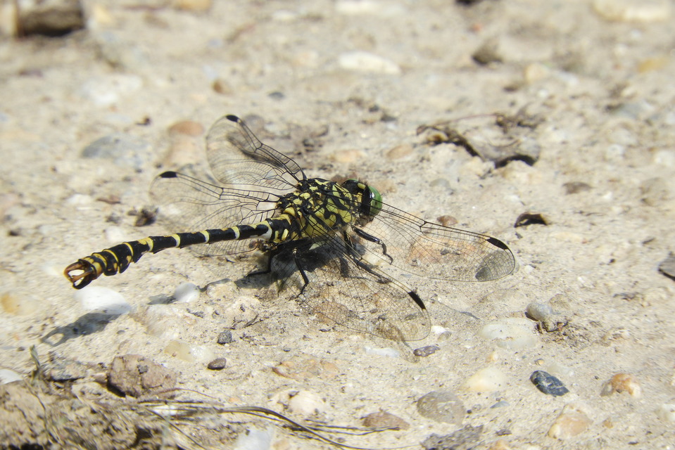 Onychogomphus forcipatus - gyűrűs folyami-szitakötő
