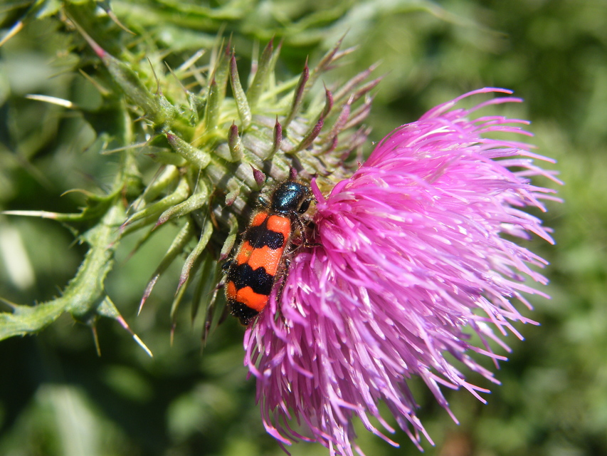 Trichodes apiarius - szalagos méhészbogár