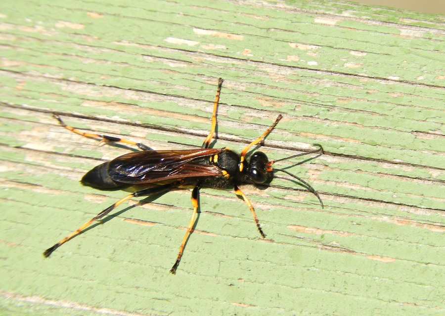 Sceliphron caementarium - feketenyelű lopódarázs
